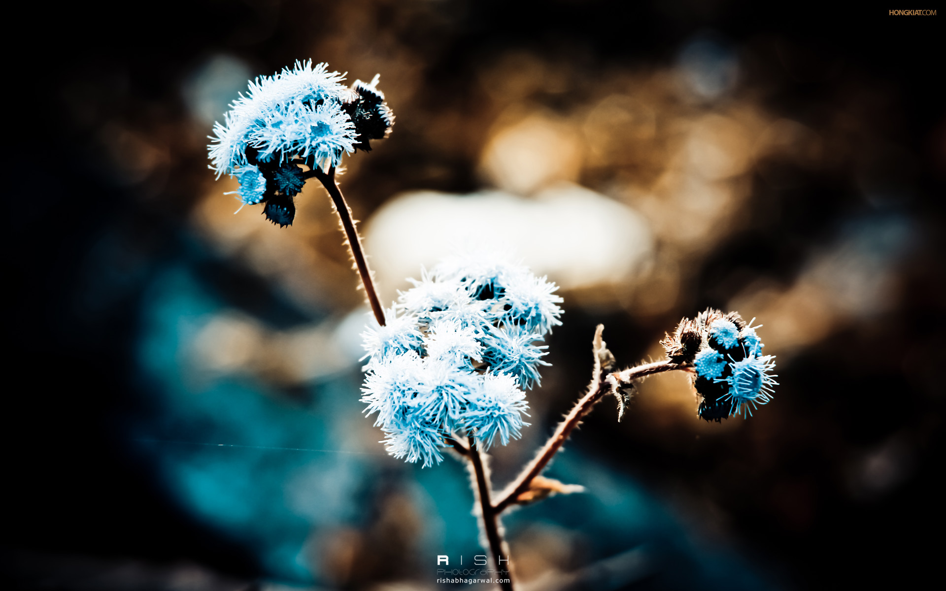 Blue Dandelion787965121